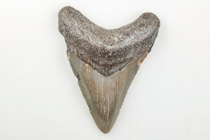 Fossil Megalodon Tooth - North Carolina #200700